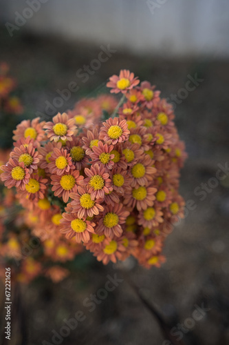 オレンジの花のアップ_01