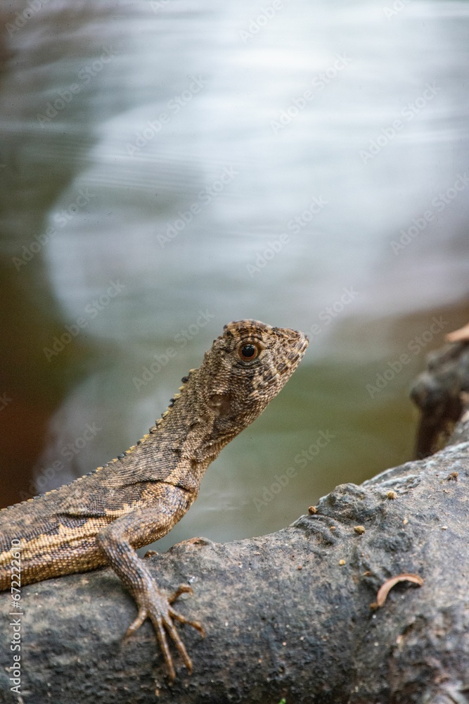 Small lizard perched on a branch overlooking a tranquil lake surrounded by lush vegetation. Small lizard perched on a branch overlooking a tranquil lake surrounded by lush vegetation.