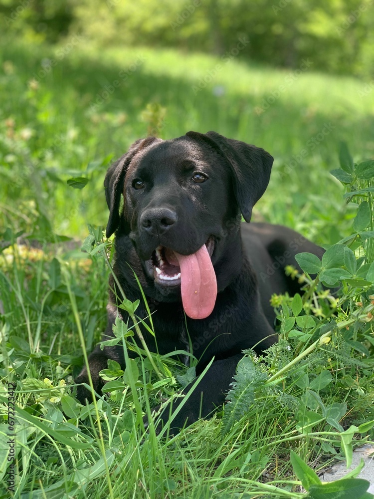 Black puppy lies in a lush green grassy field, panting with its tongue sticking out