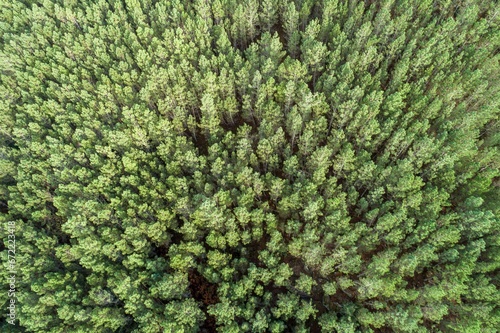 An aerial overhead view of summer green pine trees forest.