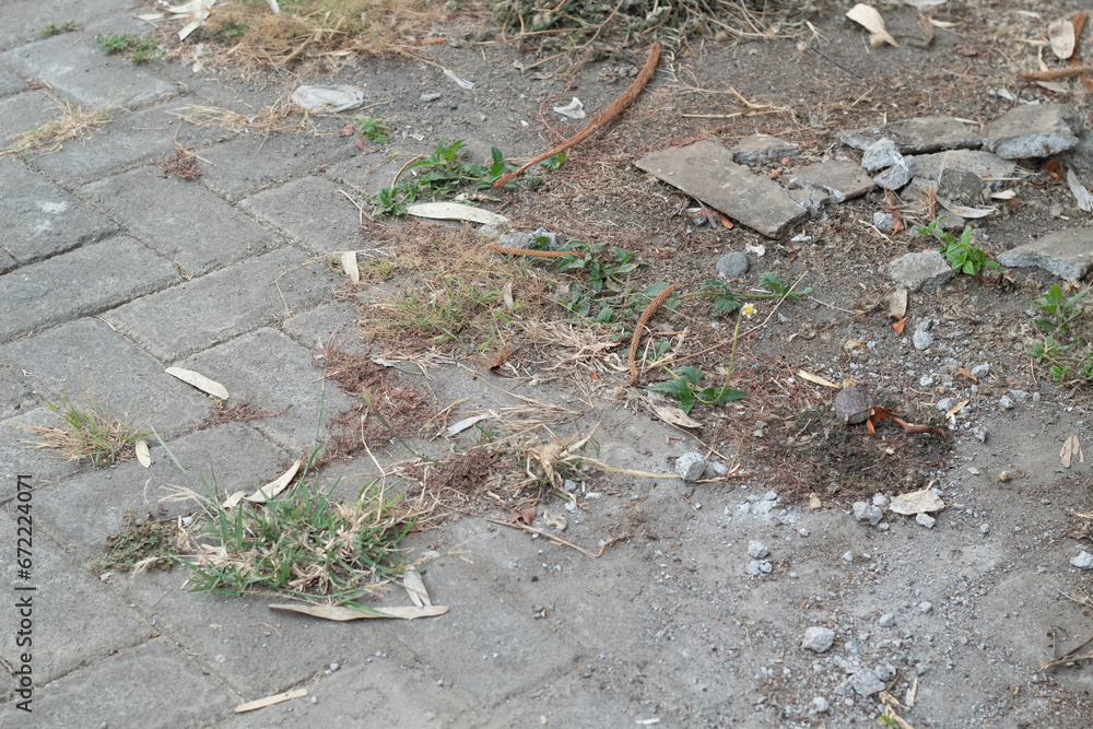 Obraz premium dirty paved yard, lots of grass growing and fallen leaves