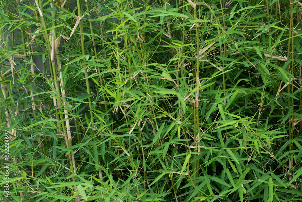 bamboo growing wild piled on top of each other, still just growing. bamboo growing wild piled on top of each other, still just growing.