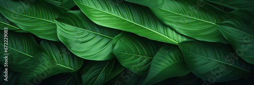 abstract green leaf texture  tropical leaf foliage nature dark green background.