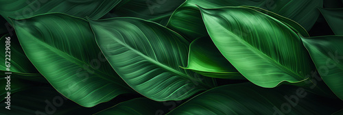 abstract green leaf texture, tropical leaf foliage nature dark green background.