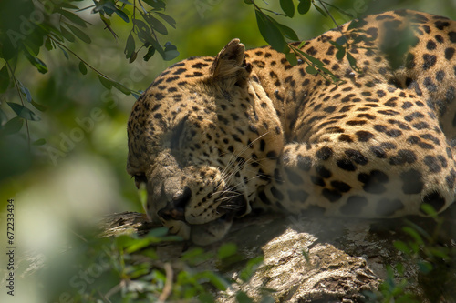 Sri Lankan Leopard 