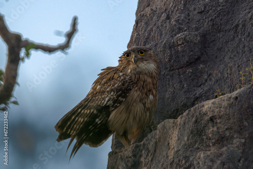 Brown Fish Owl in Yala National Park from Sri Lanka photo