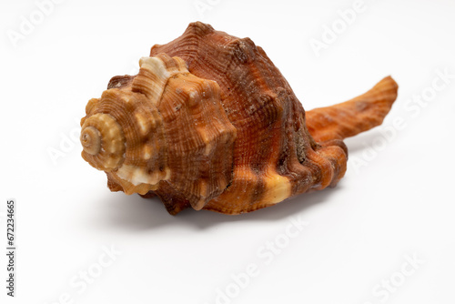 sea shell isolated on white