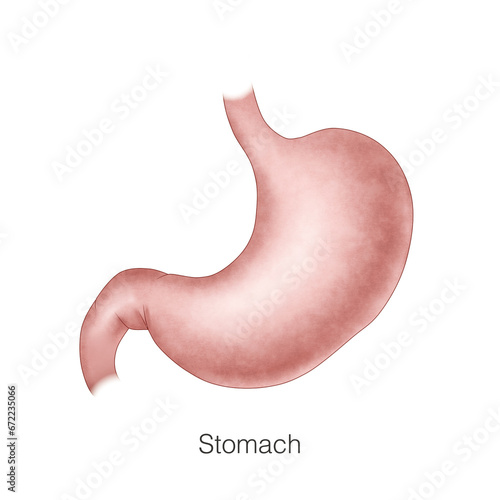 This is a gross anatomy of the stomach. The stomach belongs to the digestive system and is the organ that digests food. Common stomach problems are chronic gastritis and gastric ulcers. photo