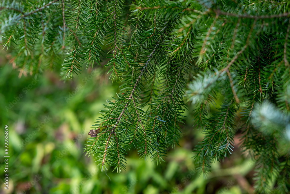 close up of pine needles close up of pine needles