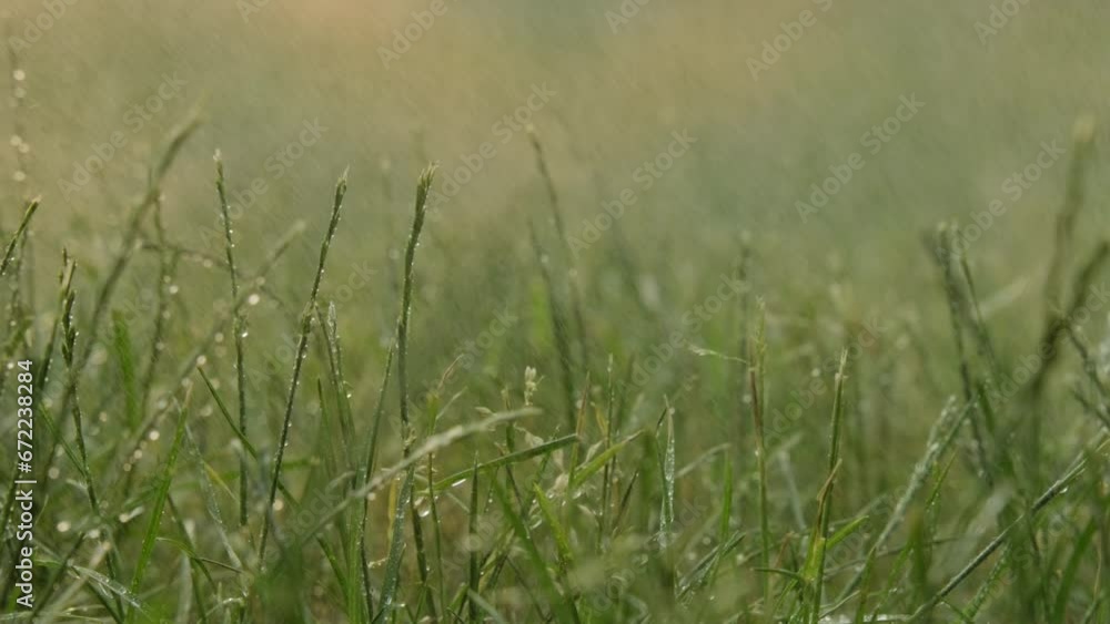 Macro shot of Summer rain drips on Green grass. summer field raindrops sunset. rain dripping watering ground. Slow motion footage Macro shot of Summer rain drips on Green grass. summer field raindrops sunset. rain dripping watering ground. Slow motion footage