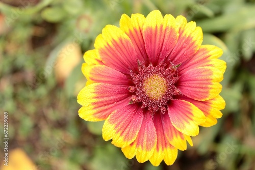 The bright yellow flower of Hailardia in the early dew is the decoration of the flower garden.