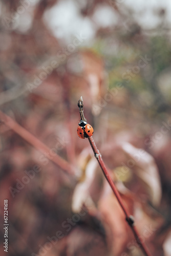 a vertical shot of a red ladybug on a branch with blurred background