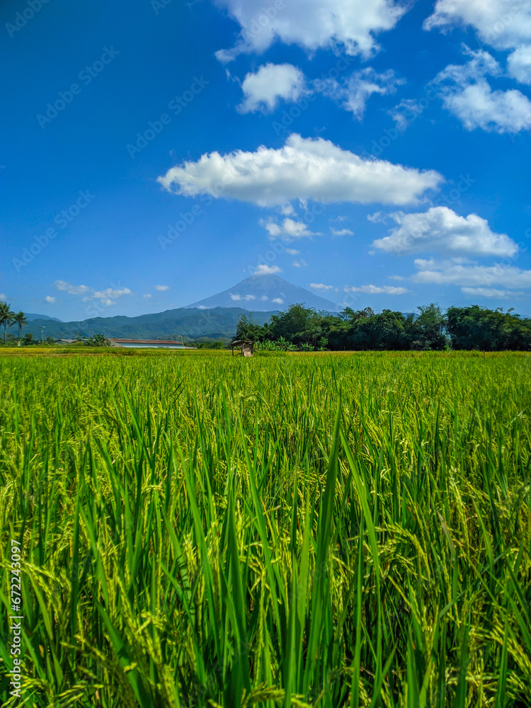 Green rice farm landscape against blue sky and mountains Green rice farm landscape against blue sky and mountains