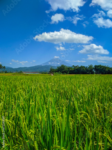 Green rice farm landscape against blue sky and mountains