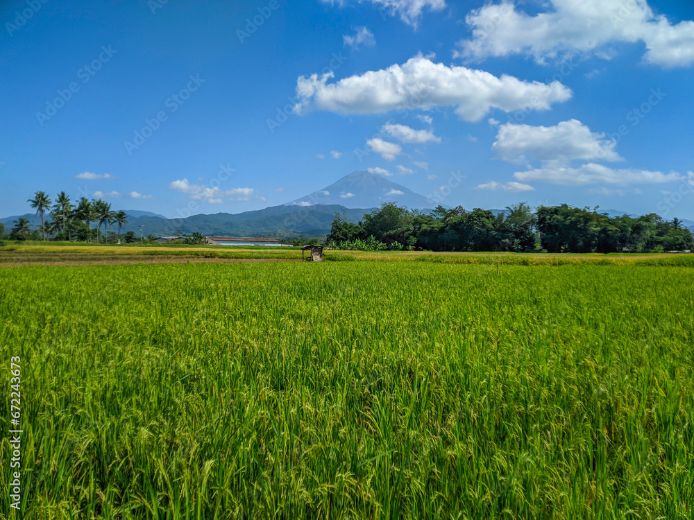 Green rice farm landscape against blue sky and mountains