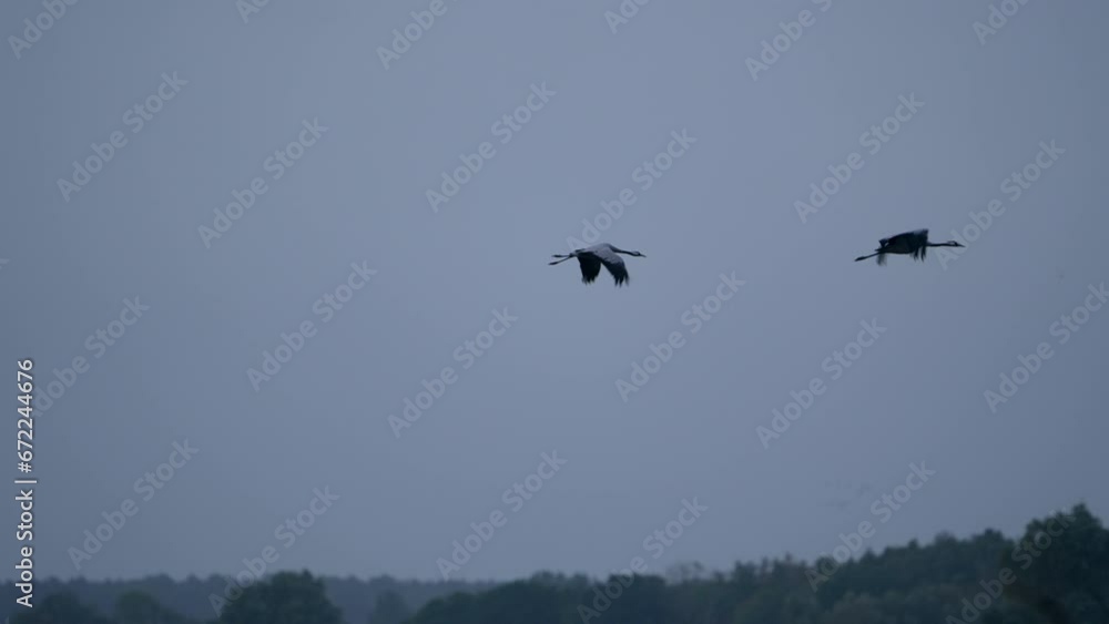 Bird Wildlife - Crane in Super Slow Motion 4K 120fps Bird Wildlife - Crane in Super Slow Motion 4K 120fps