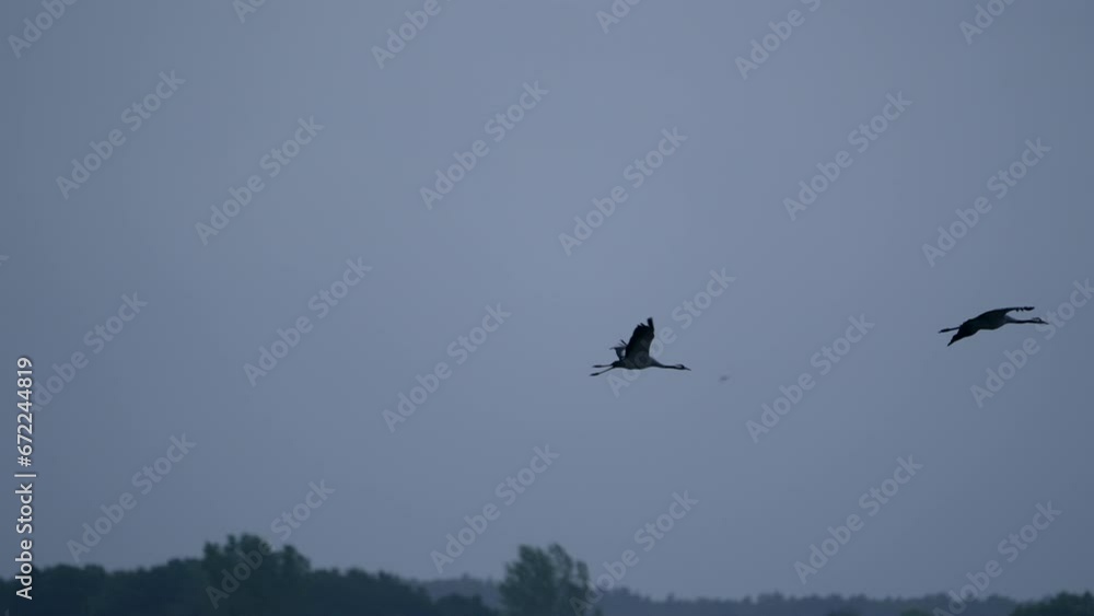 Bird Wildlife - Crane in Super Slow Motion 4K 120fps Bird Wildlife - Crane in Super Slow Motion 4K 120fps
