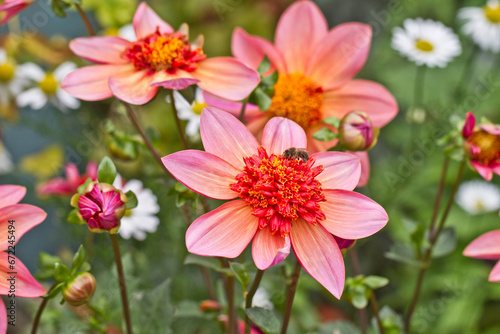 Dahlia Totally Tangerine