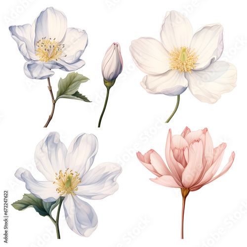 set of flowers isolated on white, A botanical illustration of flower, petals, stamen and pistil on white background.