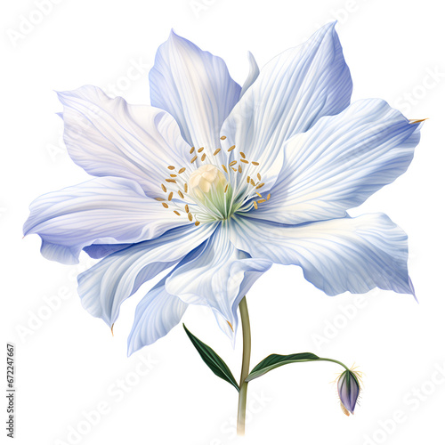 white and blue flowers  A botanical illustration of flower  petals  stamen and pistil on white background.