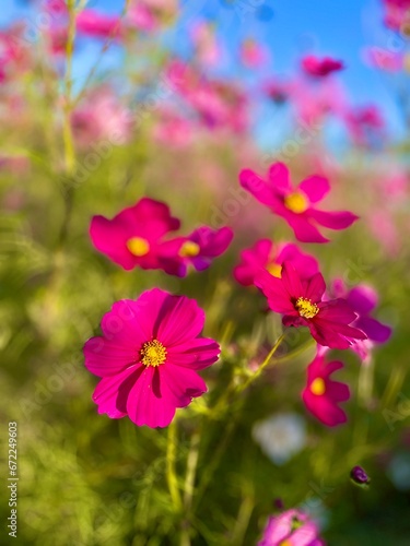 cosmos flowers bloom in early autumn in rice filed japan