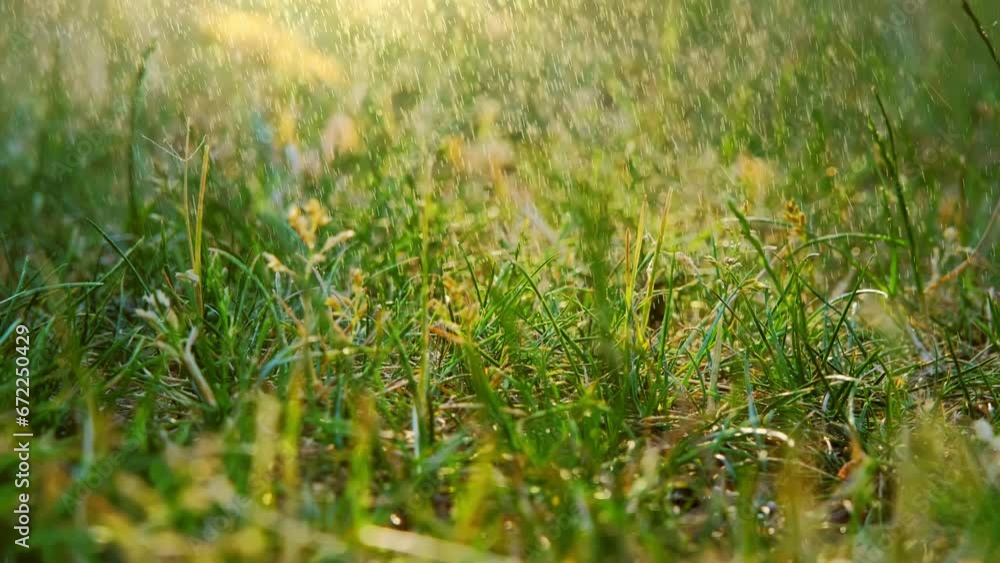 Macro view of Summer rain drips Green grass summer field raindrops sunset. rain dripping watering ground. Close up shot