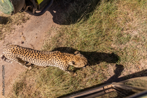 Safari vehicles and a cheetah in Masai Mara National Reserve  Kenya