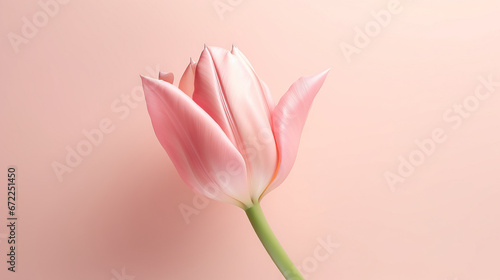  a single pink tulip on a pink background with room for text.  generative ai
