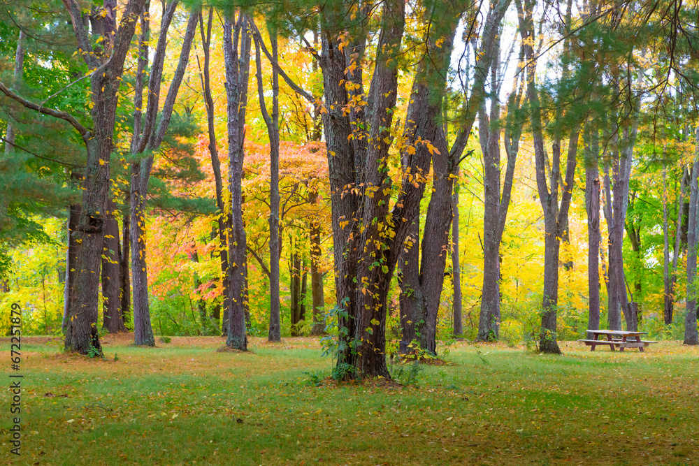 Fall Colors in the woods 