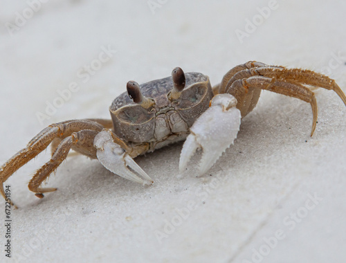 crab on the white sand 