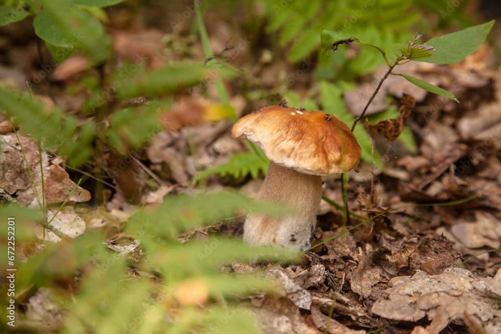 Boletus mushroom in the wild. Porcini mushroom grows on the forest floor at autumn season.. Boletus mushroom in the wild. Porcini mushroom grows on the forest floor at autumn season..