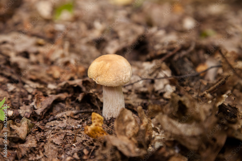 Single Boletus mushroom in the wild. Porcini mushroom grows on the forest floor at autumn season.. Single Boletus mushroom in the wild. Porcini mushroom grows on the forest floor at autumn season..