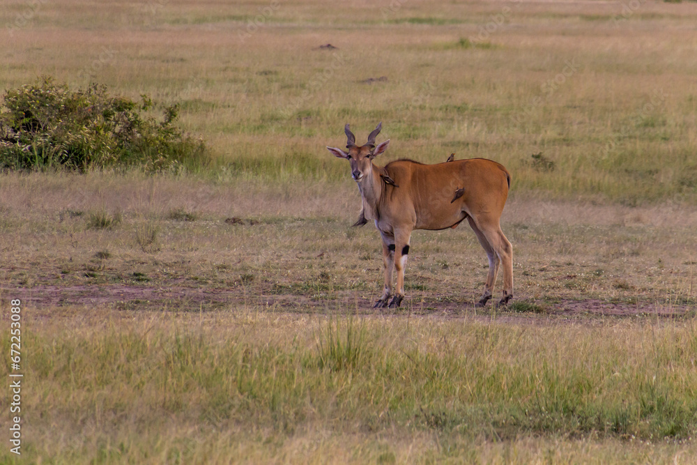 East African Eland (Tragelaphus oryx) in Masai Mara National Reserve, Kenya East African Eland (Tragelaphus oryx) in Masai Mara National Reserve, Kenya