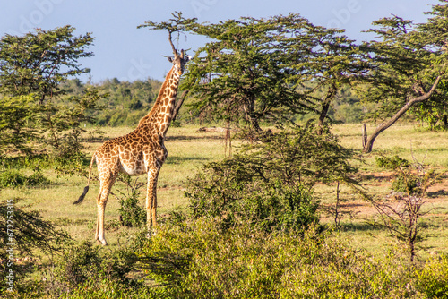 Giraffe near Masai Mara National Reserve  Kenya