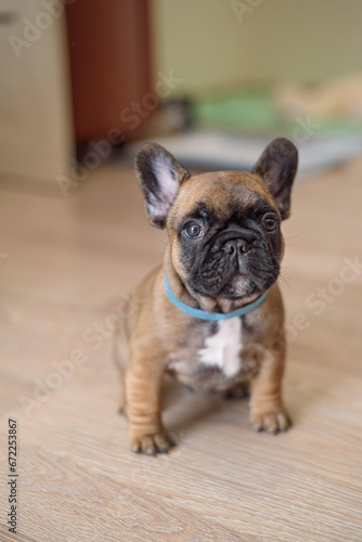 french bulldog puppy © Dea