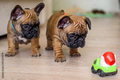 french bulldog puppy