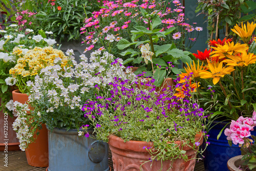 Various summer flowering flowers in pot, container gardening in display patio