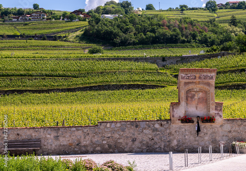 vineyards in summer of Monastery Neustift, Vahrn near Brixen, Bressanone in South Tyrol, Trentino Alto Adige, northern Italy, Europe - Juni 12, 2023