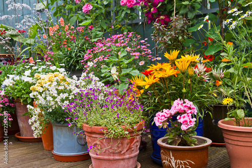 Various summer flowering flowers in pot, container gardening in display patio