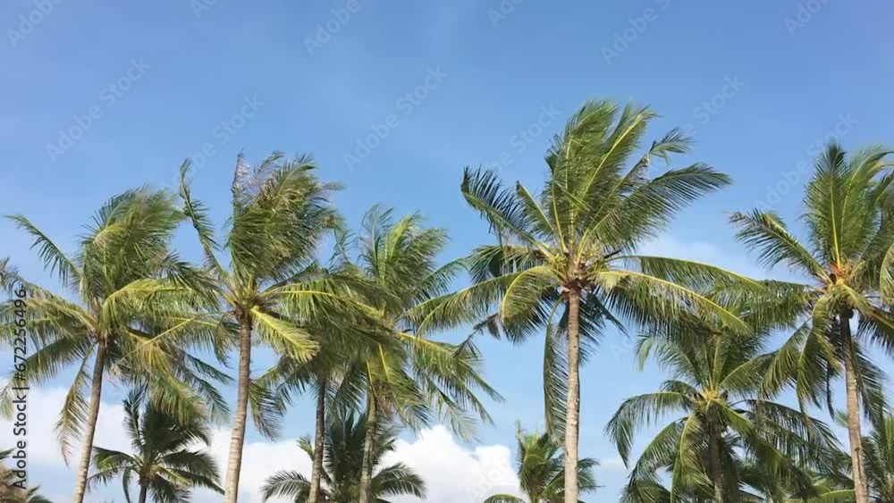 Beautiful palm trees in a row on the backgrounds with blue sky Beautiful palm trees in a row on the backgrounds with blue sky