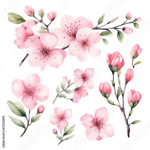 Watercolor floral sakura, watercolor pink flowers on white background.