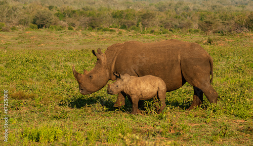 White Rhinoceros With Calf - Ceratotherium simum