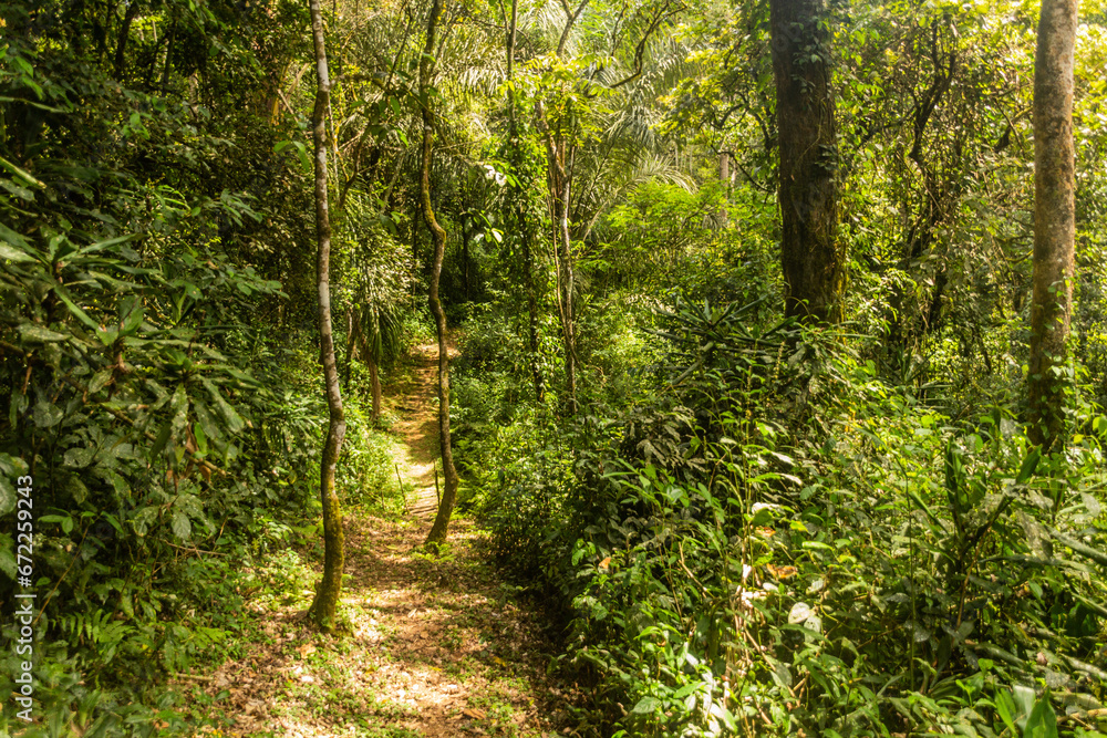 Hiking trail in Kakamega Forest Reserve, Kenya Hiking trail in Kakamega Forest Reserve, Kenya