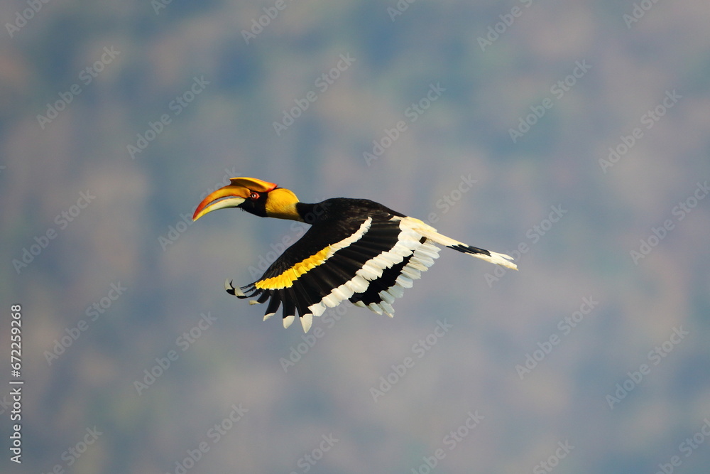 Hornbills fly into the forest to feed in the morning.