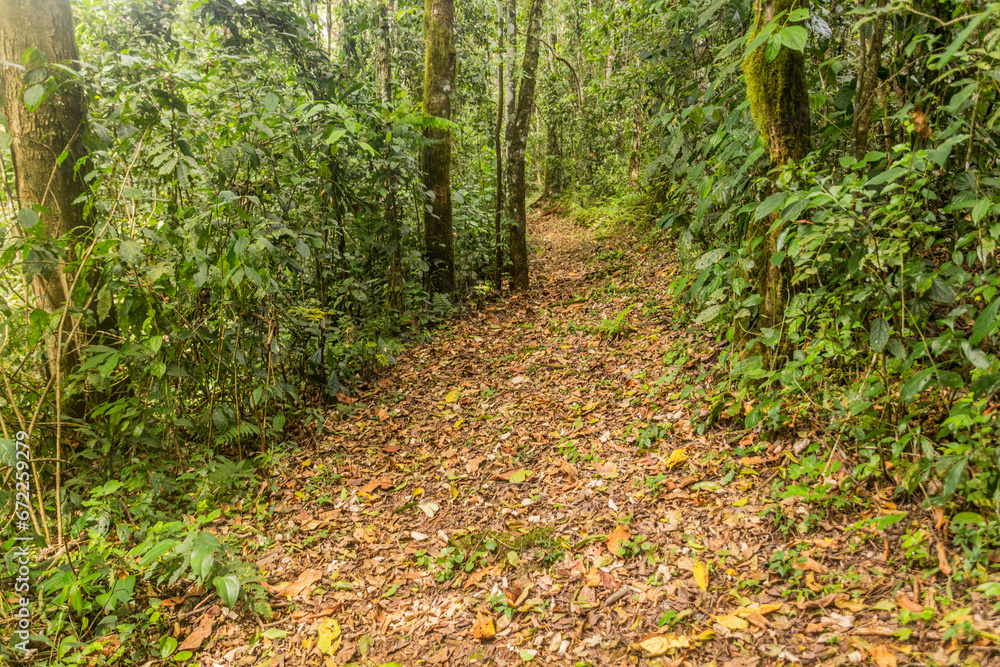 Hiking trail in Kakamega Forest Reserve, Kenya Hiking trail in Kakamega Forest Reserve, Kenya