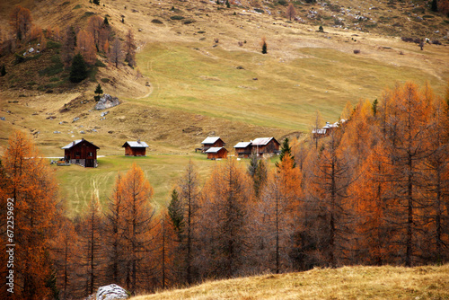 Autumn forest landscape with yellow folige