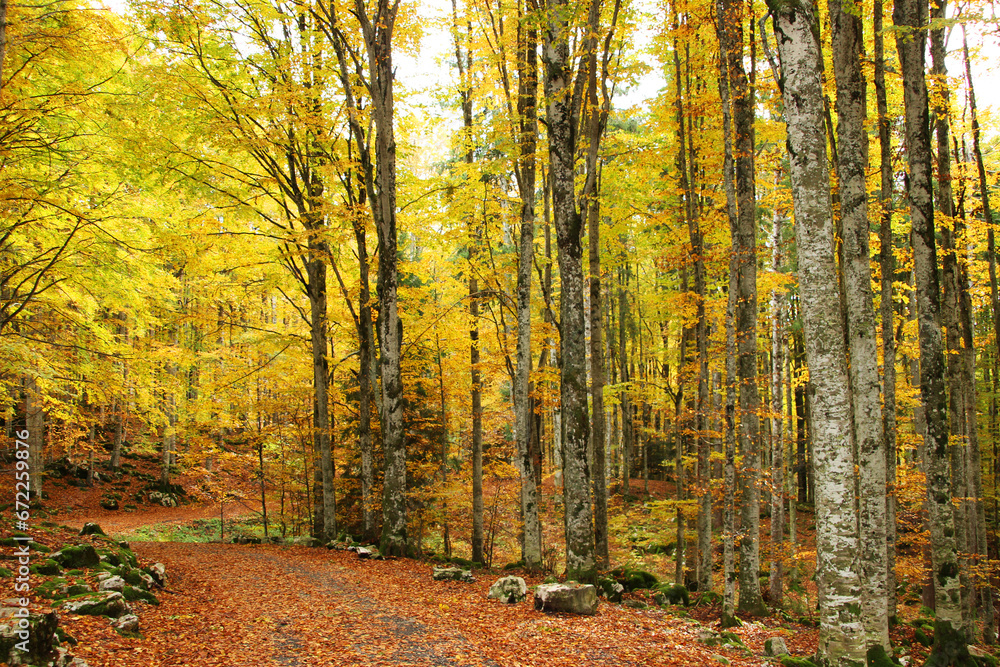 Autumn forest landscape with yellow folige