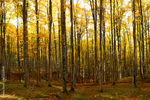 Autumn forest landscape with yellow folige