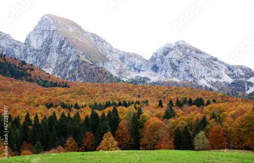 Autumn forest landscape with yellow folige