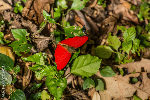 Hobart's Red Glider (Cymothoe hobarti) butterfly in Kakamega Forest Reserve, Kenya photo